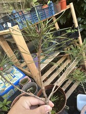 Black Pine Bonsai Tree