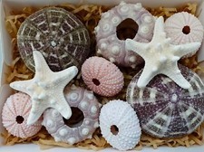 Real Sea Urchins Starfish Mixed Seashell Gift Pack 8 Urchins 2  Knobbly Starfish