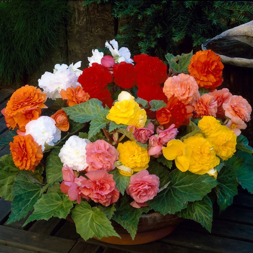 Exotic giant begonia summer - giant,