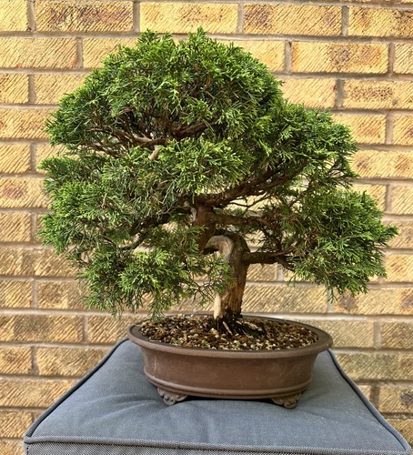 Itigoiwa juniper bonsai