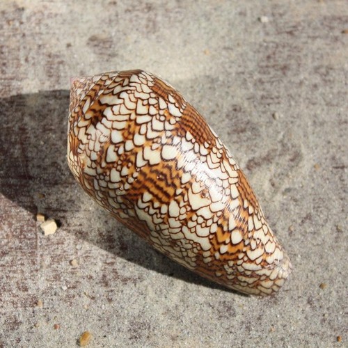 Textile cone seashell - cone, |