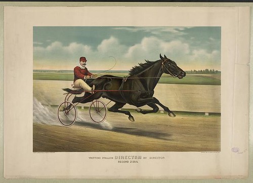 Trotting stallion directum - trotting,