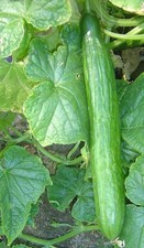 Cucumber Telegraph Plug Plants