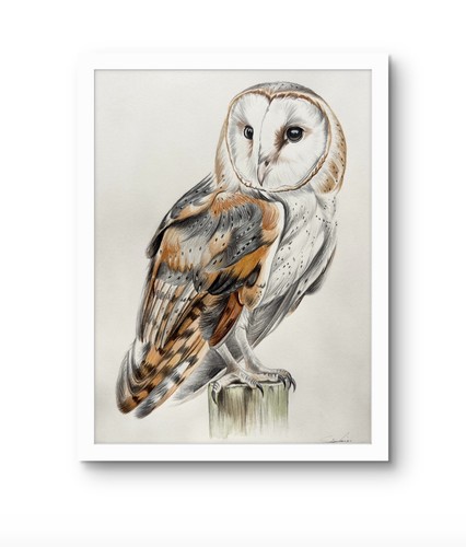 Original barn owl - barn,