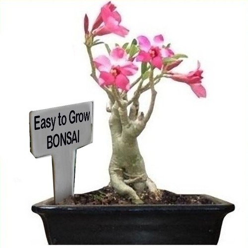 Adenium obesum desert - adenium,