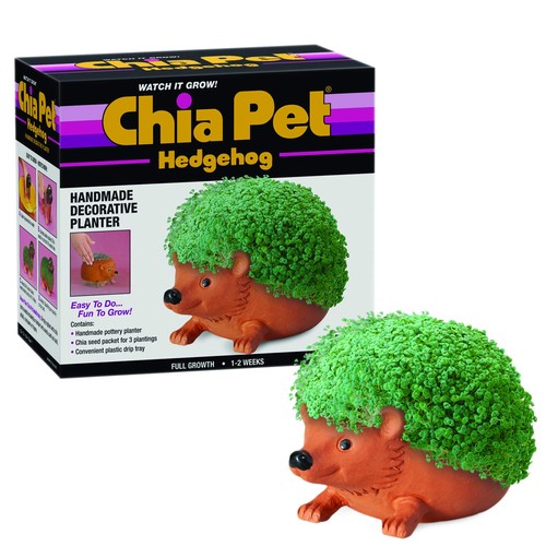 Grow living chia - chia, pet