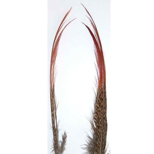 Golden pheasant red spears - golden,