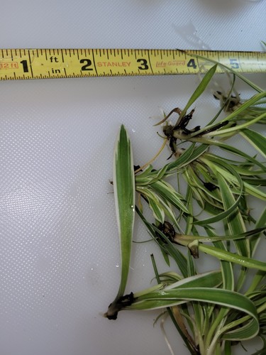 Reverse variegated spider - reverse,