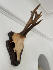 Antlers of a  Roe Deer 520 Real Taxidermy mounted interior design horns