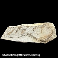 Rare Vectichthys vectensis