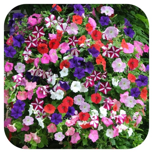 Petunia frenzy mixed - mixed, plug