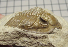 Devonian trilobite fossil