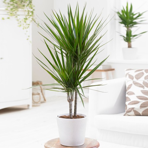 Dragon tree large - dragon,