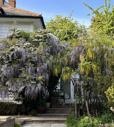 Pack of fresh wisteria - or,