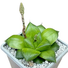 Haworthia 'Green Giant' - UK