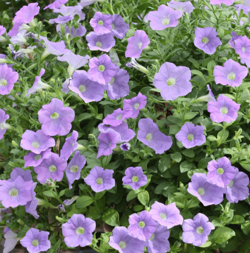 Trailing petunia surfinia - 6,