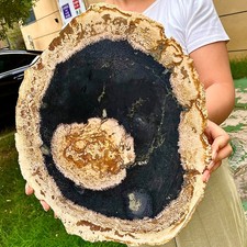 8.46LB  Beautiful Polished Petrified Wood Crystal Slice Madagascar