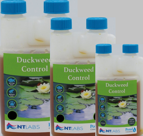 Labs pond duckweed control - labs,