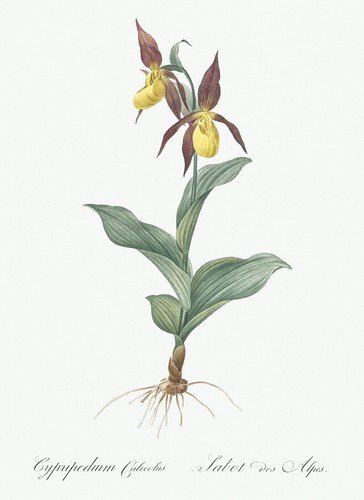Cypripedium calceolus lily les - cypripedium,