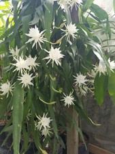 Epiphyllum Pumillum Orchid