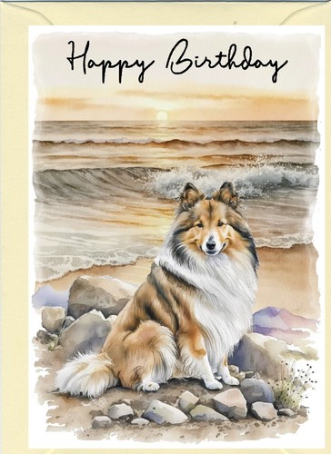 Shetland sheepdog sheltie - shetland,