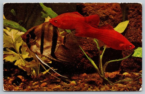 Vintage tropical fish postcard - tropical,