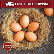 6/12x Fake Plastic Eggs Dummy