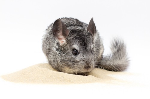20kg chinchilla natural - chinchilla,