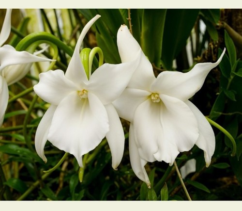Angraecum magdalenae - angraecum,