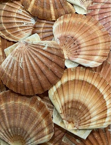 Natural sea washed scallop - natural,