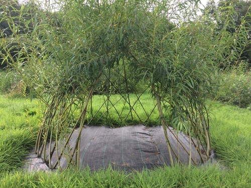 Live willow whip - live, cuttings