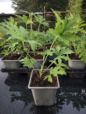 Pelargonium citronellum 'Lemon