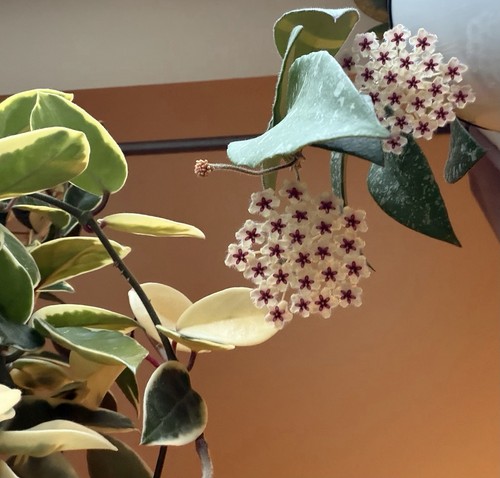 Hoya phuwuaensis cutting - hoya,