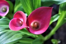 Zantedeschia rehmannii Dark Pink Calla Lily 9cm Pot Outdoor grown hardy Zone 9