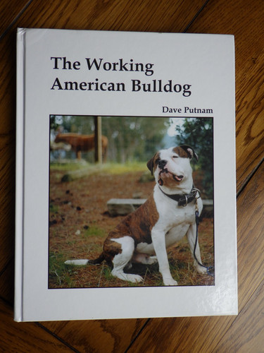 Working american bulldog - working, by
