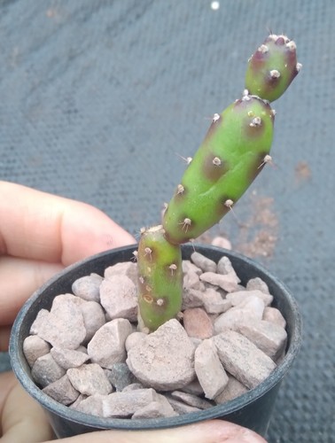 Opuntia gumby cactus - "gumby",