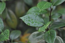 Nikon Ai Nikkor 135mm f/2.8