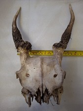 Roe Deer Skull and Antlers