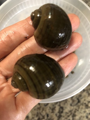 Mystery snails asian - asian, ringed