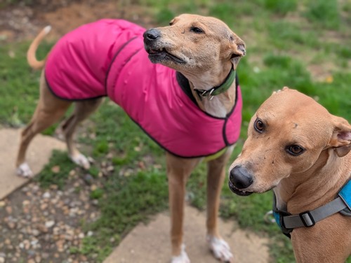 Greyhound lurcher winter - greyhound,