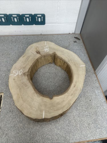 Elm tree slice wood round - elm, live