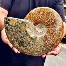 6.75LB Rare natural polished Natural conch fossil specimens of Madagascar