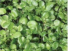 Watercress – 6000 Seeds –