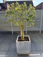 Olive Tree - Fibrecotta
