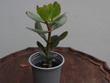 Jade plant 9cm - in, a