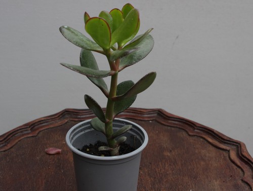 Jade plant 9cm pot - plant,