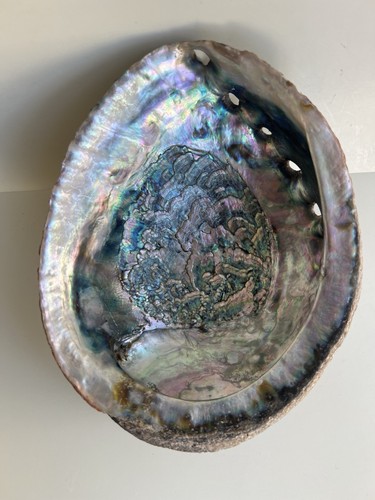 Large natural abalone shell - large,