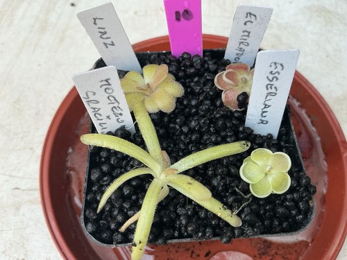 Pinguicula collection 10 - pinguicula,