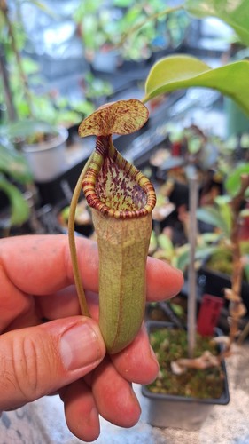 Nepenthes ventricosa red - nepenthes, x