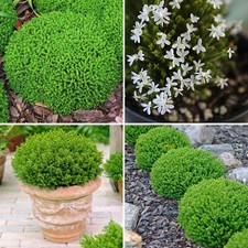 Hebe Shrub Plant Emerald Gem Green Globe Flowering Evergreen Garden in 2L Pot